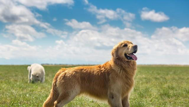 关于金毛犬的二十个冷知识