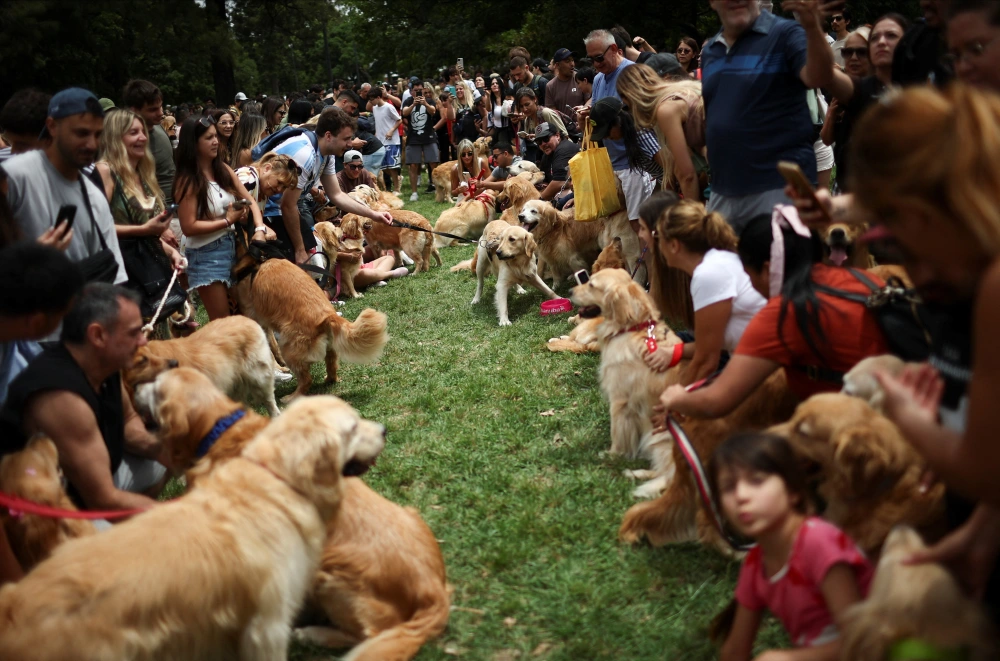 在国外阿根廷:一场关于金毛犬的“大聚会”