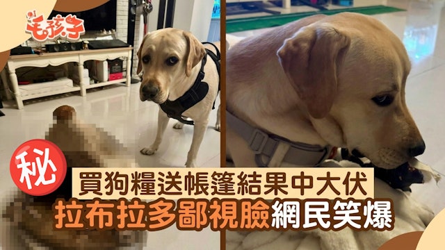 买狗粮送帐篷上大当!拉布拉多获得mini版后 无奈鄙视脸笑爆网民