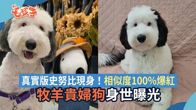真实版史努比现身!激似度100%爆红 身世曝光竟是牧羊贵妇狗