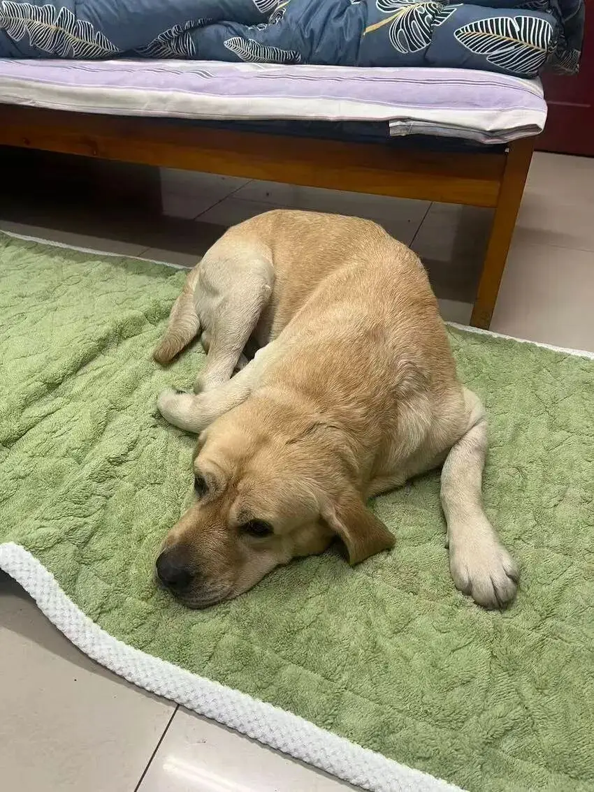 萌犬“蹭警车”不愿走 民警化身“铲屎官”助团圆