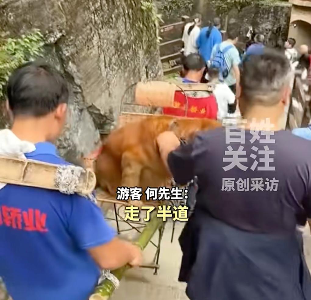 游客在景区偶遇轿夫抬狗,主人满头大汗跟随,游客:金毛年迈体力不支,花费至少几百元