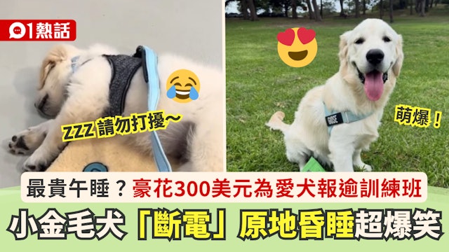 豪砸300美元报训练班!金毛犬“断电”昏睡 网民:像极课堂的我