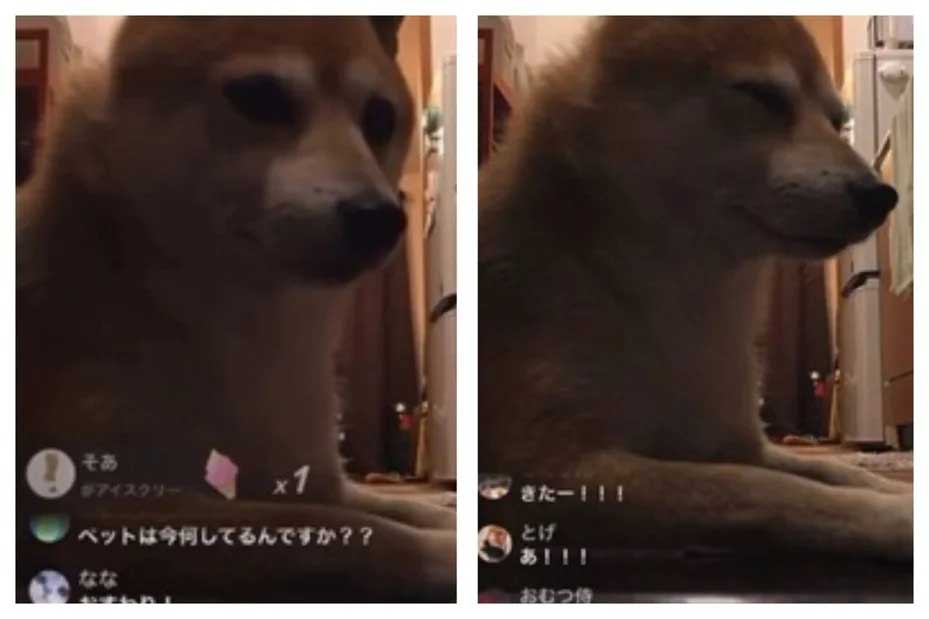 博主忘记关直播镜头 柴犬乱入吸引观众 赚得比人类还多!