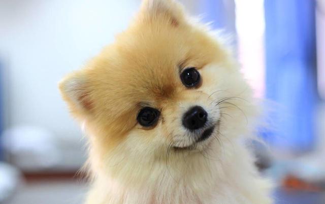 博美犬一生的几个阶段,你家狗狗处在哪个阶段里呢?