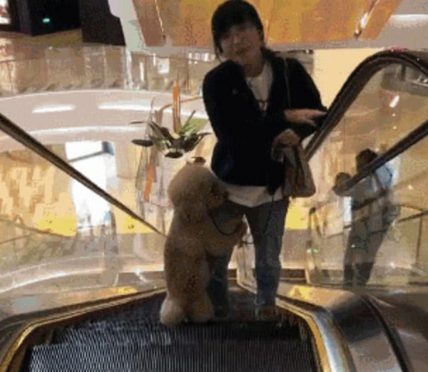 泰迪犬胆小不敢坐电梯,把主人当做救命稻草,做出的举动逗笑路人