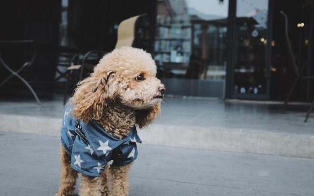 这些关于泰迪犬的冷知识,让你真正了解泰迪犬