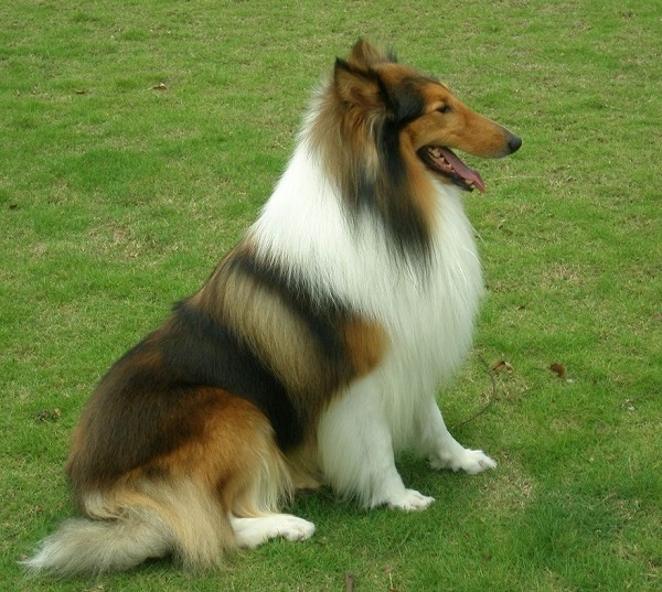 充满灵性的犬中明星——苏格兰牧羊犬,伊丽莎白女王的宠爱