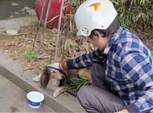 被主人遗弃的苏格兰牧羊犬意志消沉,选择不吃不喝,心里一直思念主人