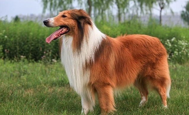 饲养苏牧(苏格兰牧羊犬)的这些注意事项你都知道吗?