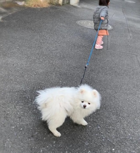 博美犬被一岁小主人硬拉出去散步,满脸无奈:我想回家