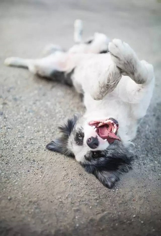 训练边境牧羊犬翻滚的技术要领