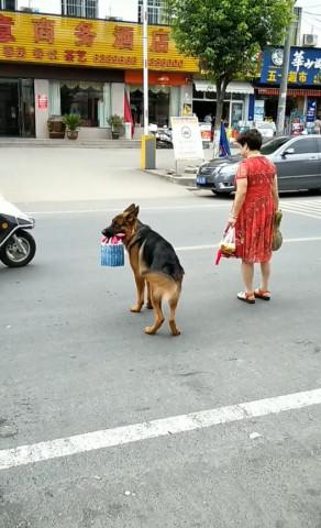 主人带德国牧羊犬狗狗去买东西,狗狗贴心举动让路人羡慕