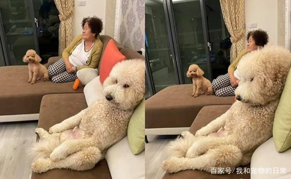 贵宾犬大爷式的瘫坐在沙发上,妈回家傻眼:简直是一个人的概念!