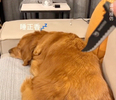 假匕首逗睡着的金毛,肉干一亮立刻变脸