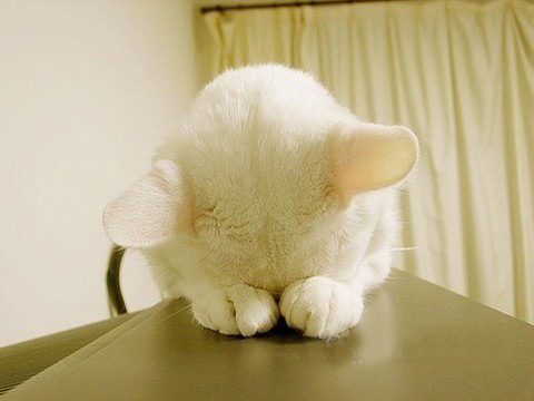 猫咪主题游戏推荐