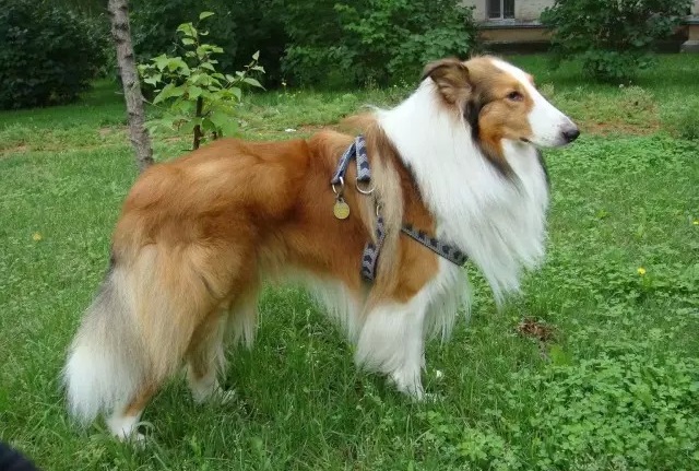 如何给苏格兰牧羊犬选择合适的笼子