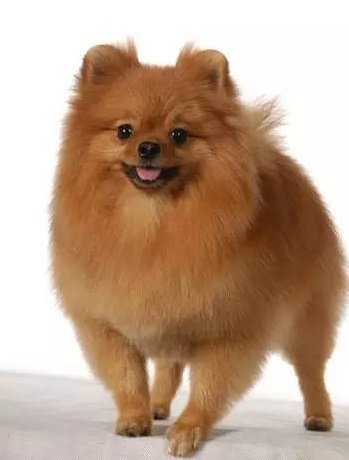 博美犬饮食注意事项