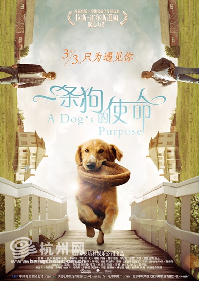 《一条狗的使命》上映 每一只宠物都是命中注定的精灵 《一条狗的使命》上映 每一只宠物都是命中注定的精灵