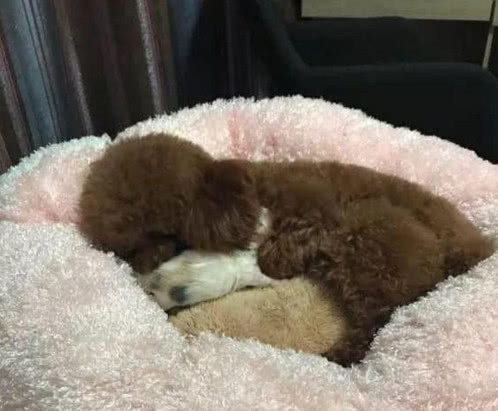 泰迪趁猫妈不在,偷偷叼走小奶猫,主人跟去一看被泰迪暖到了