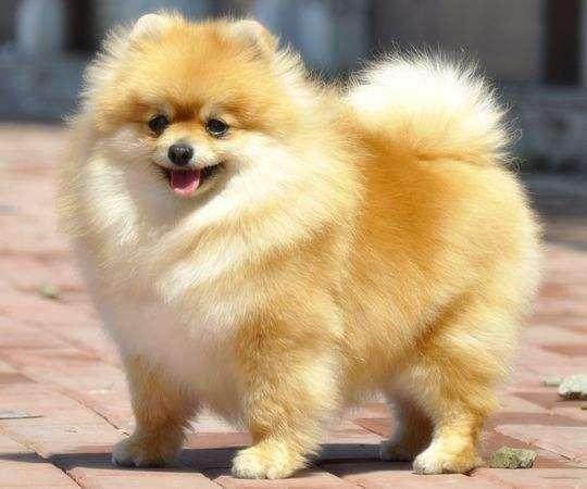 博美犬什么季节换毛?不打理就像流浪狗