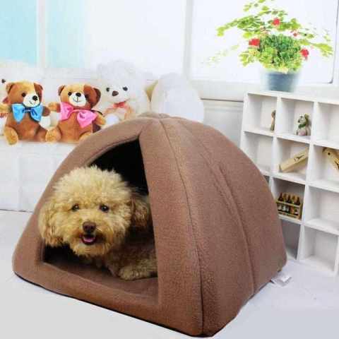 通过泰迪犬的睡觉,就可以看出泰迪犬爱不爱你