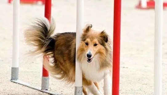 饲养喜乐蒂牧羊犬,做到这五大要素,才是关键