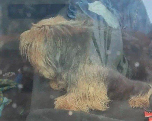 约克夏犬被主人困车内中暑奄奄一息,猛男抄起巨斧怒砸车窗营救