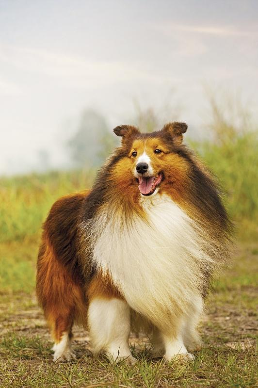 为什么苏格兰牧羊犬喜欢低声叫唤,最忌讳的食物有哪些