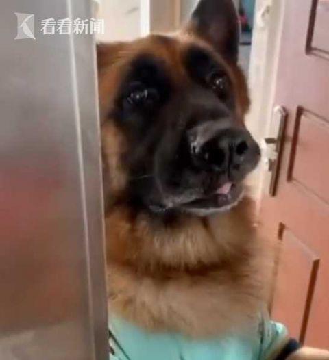 成精了!德国牧羊犬会帮主人开门还会算数