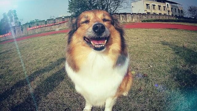 喜乐蒂牧羊犬的饲养要点,你get了吗?