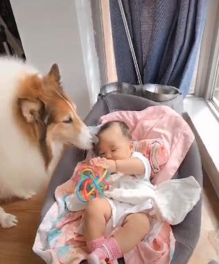 苏格兰牧羊犬的情商智商双高,是宝宝看护小能手呦!