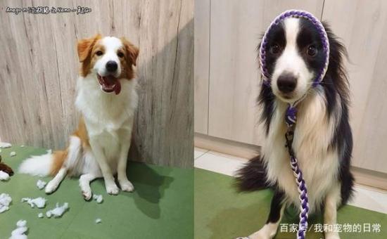 边境牧羊犬DIY抢匪面具,戴上后秒变臭脸大盗,毫无违