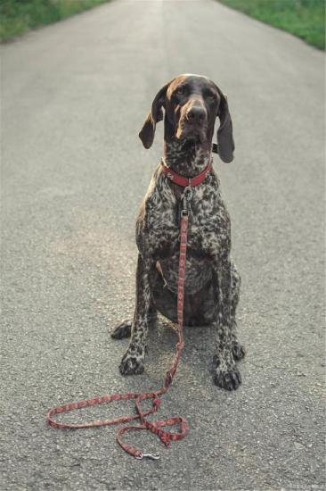 聪明泰迪犬历时一年多找回家 堪称最强大脑