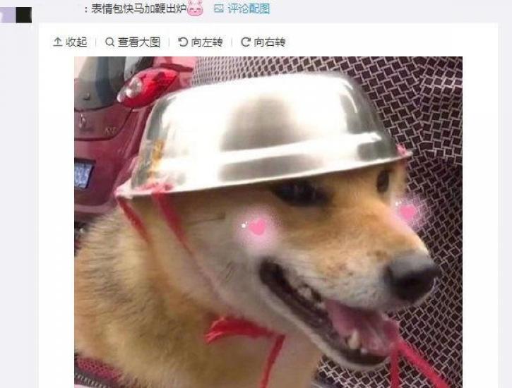 铁帽子汪”表情包来了!连汪星人都戴上了头盔,你的安
