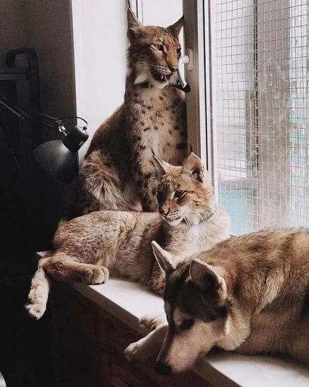 从小跟着8只雪橇犬混的大猫,长大后怎么看都有些狗里