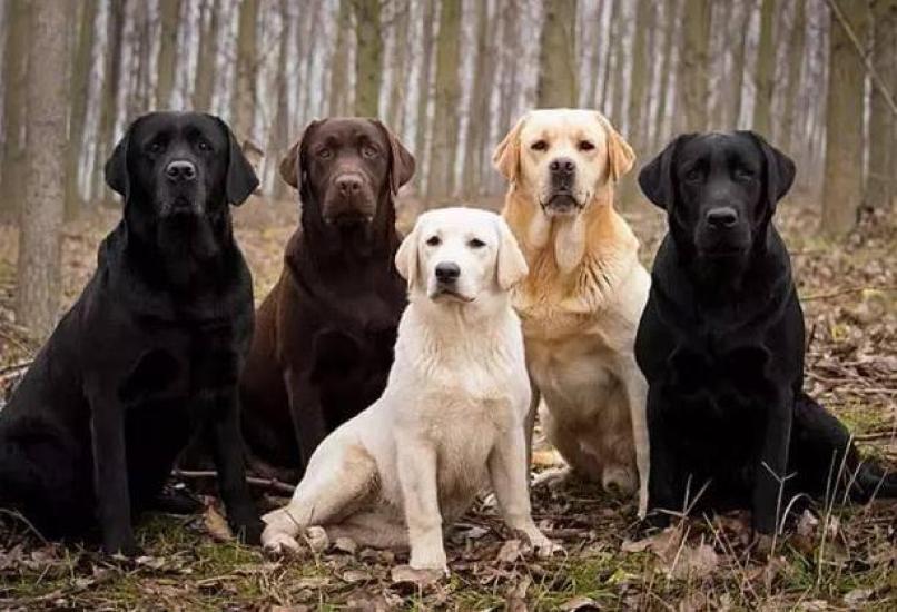 这几点是黑色的拉布拉多犬偏贵的原因
