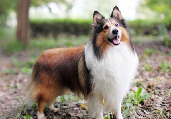你真的了解喜乐蒂牧羊犬吗?它长得真的很特殊