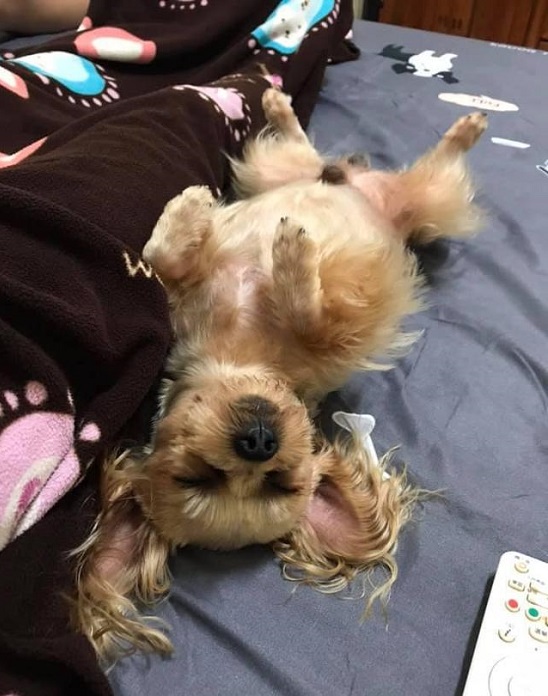约克夏犬超强的睡觉境界让网友大开眼界!