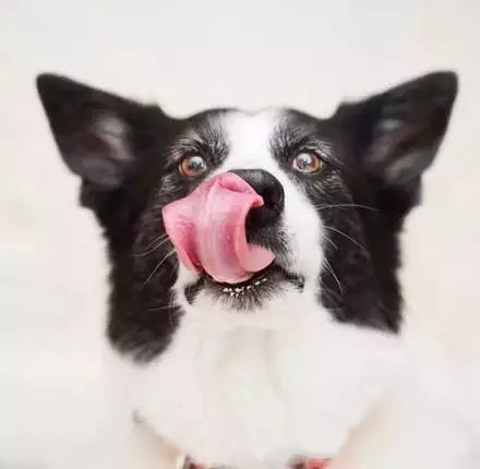 边境牧羊犬绝对不能吃的东西