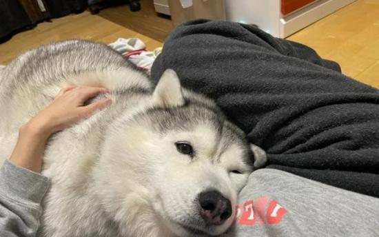 八岁哈士奇和弟弟拍照结果荣获“美丽童颜”