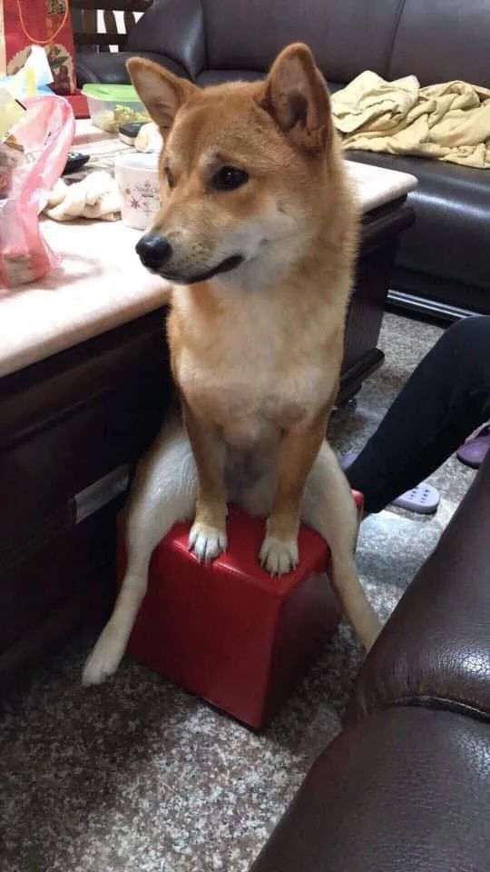 狗狗那些不太正经的坐姿 狗狗那些不太正经的坐姿