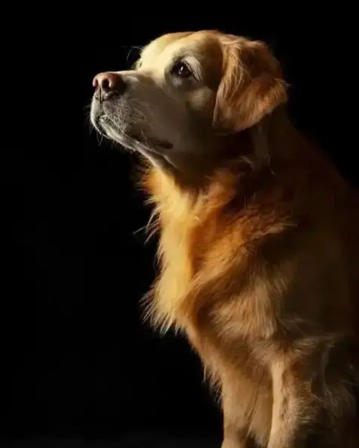 金毛猎犬 金毛猎犬
