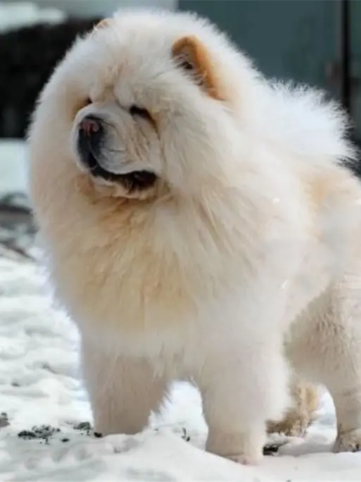 松狮犬 松狮犬