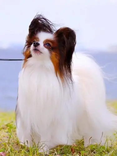 蝴蝶犬 蝴蝶犬