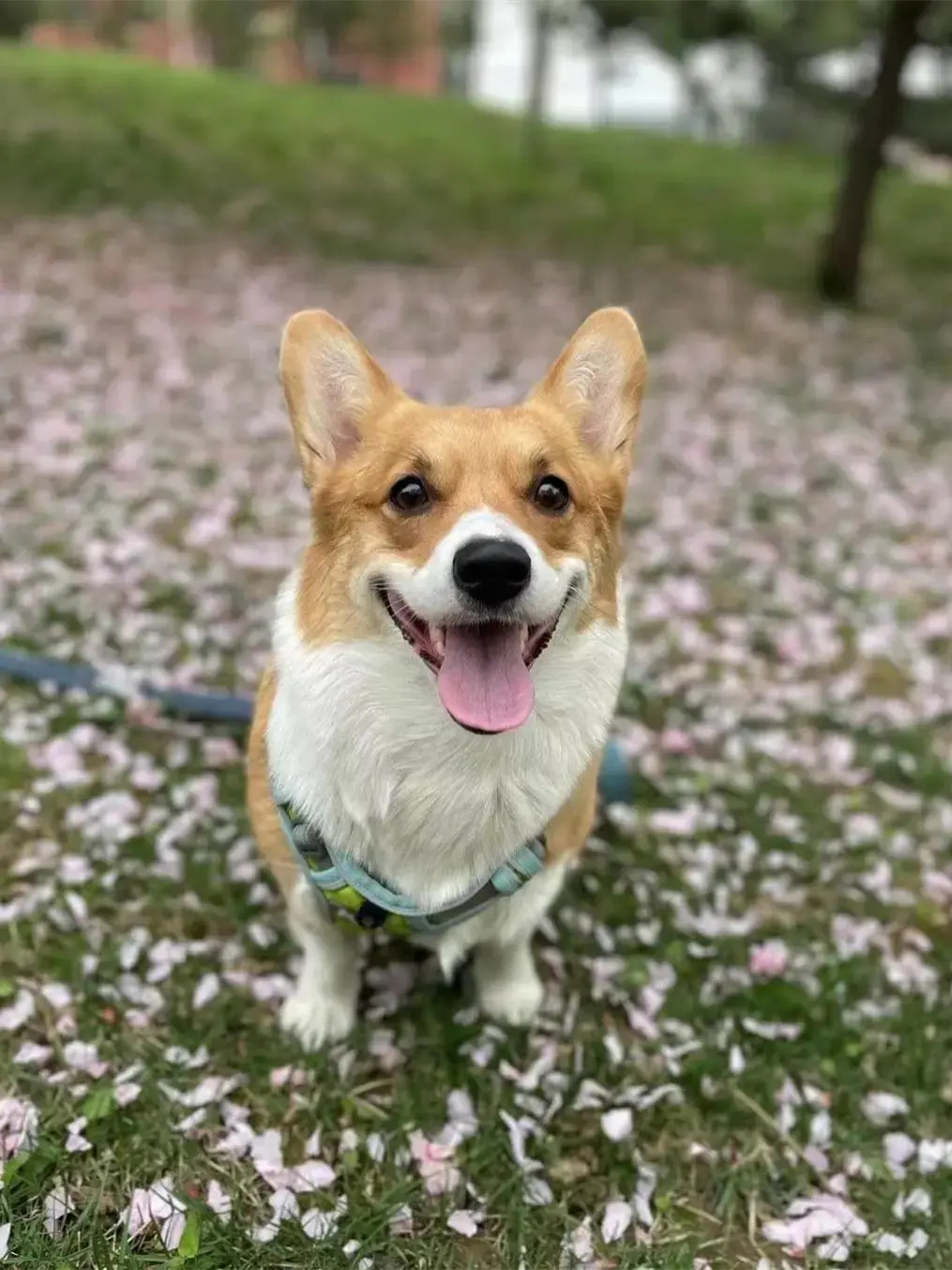 柯基犬 柯基犬