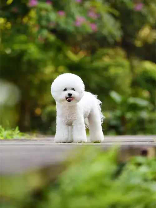 比熊犬 比熊犬