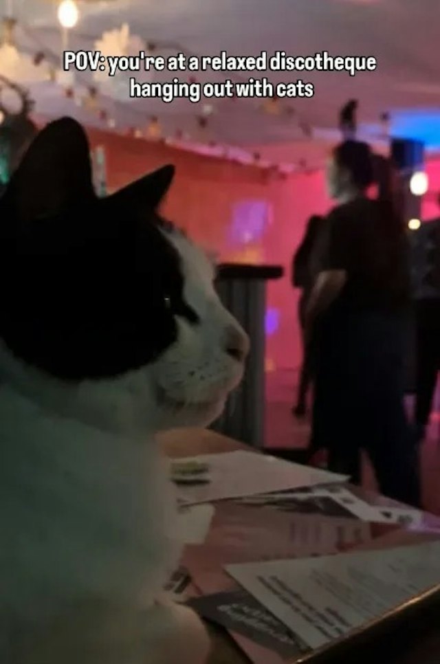 流浪猫复刻同类成功路!夜店听歌爆红变打卡景点 店家赚钱养毛孩