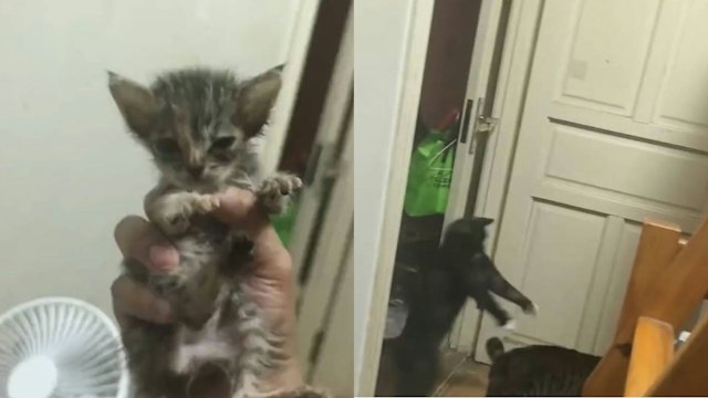 主人带小奶猫见原住民!乳牛猫如僵尸跳出 淡定狸花猫被吓到重影