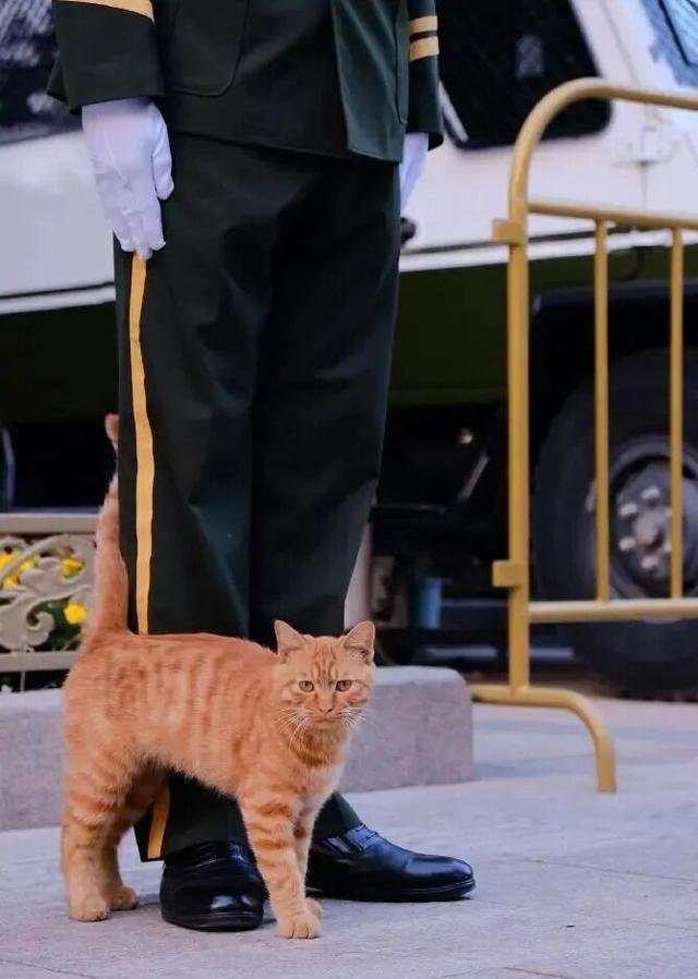 天安门站岗小橘猫被收为故宫猫!网友下班后偶遇宫猫姐姐将其带走
